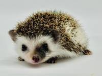 photo of hedgehog Gynell, for sale