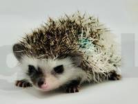 photo of hedgehog Griffy, for sale