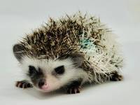 photo of hedgehog Griffy, for sale