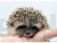 photo of hedgehog Granger, for sale