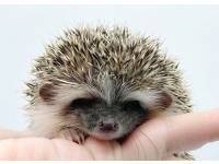 hedgehog photo