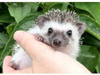 hedgehog photo