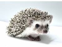 hedgehog photo