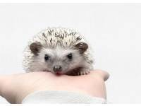 hedgehog photo