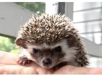 hedgehog photo