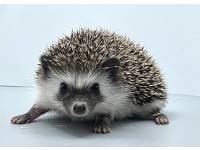 hedgehog photo