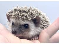 hedgehog photo