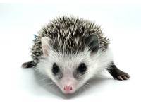 hedgehog photo