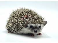 hedgehog photo