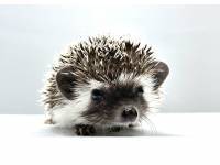 hedgehog photo