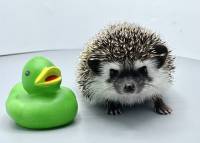 hedgehog photo