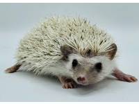 hedgehog photo