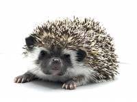 hedgehog photo