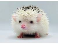photo of hedgehog for sale