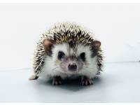 hedgehog photo