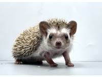 hedgehog photo