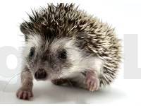 photo of hedgehog Shanks, for sale