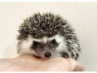 hedgehog photo