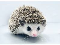 hedgehog photo