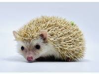 hedgehog photo