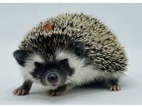 hedgehog photo