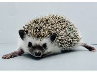 hedgehog photo