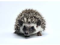 hedgehog photo