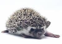 hedgehog photo