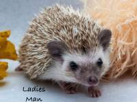 photo of hedgehog for sale