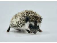 hedgehog photo