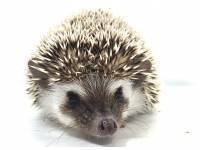 hedgehog photo