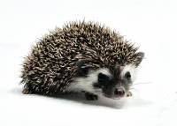 hedgehog photo