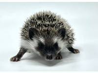 hedgehog photo