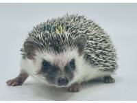 hedgehog photo