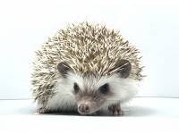 hedgehog photo