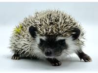 hedgehog photo