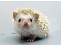 hedgehog photo