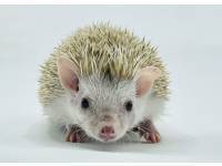 hedgehog photo