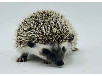 hedgehog photo