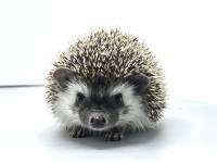 hedgehog photo