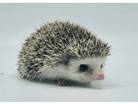 hedgehog photo