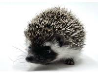 hedgehog photo