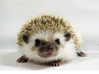 hedgehog photo