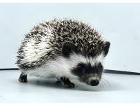 hedgehog photo