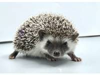 hedgehog photo