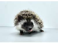 hedgehog photo