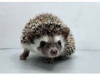 hedgehog photo