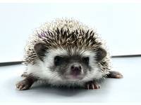 hedgehog photo