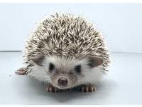 hedgehog photo