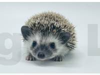 photo of hedgehog Jayza, for sale